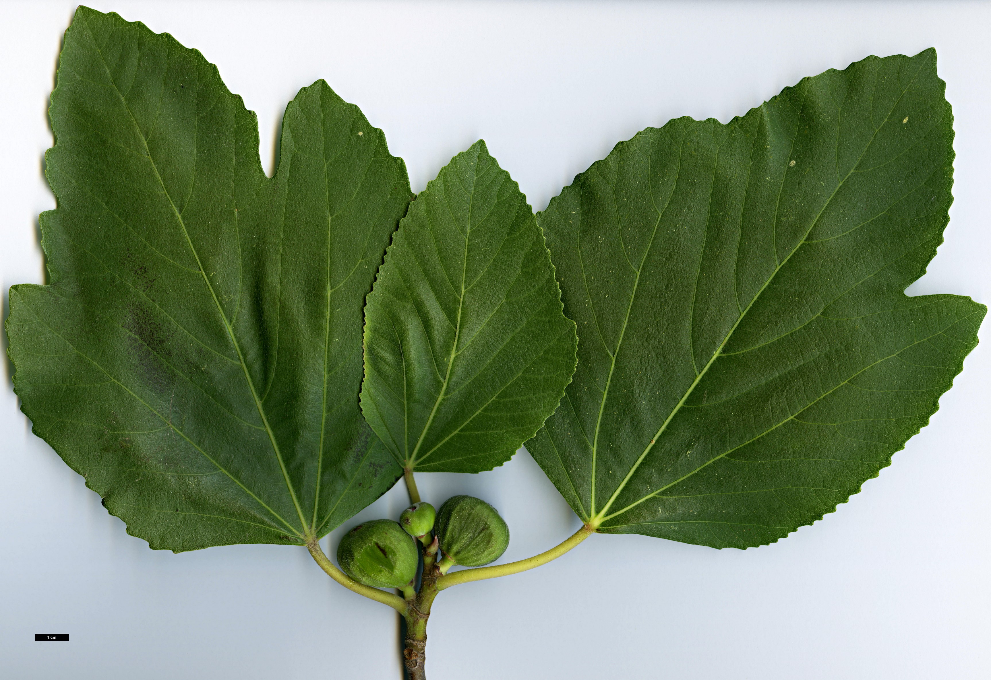 High resolution image: Family: Moraceae - Genus: Ficus - Taxon: pseudocarica